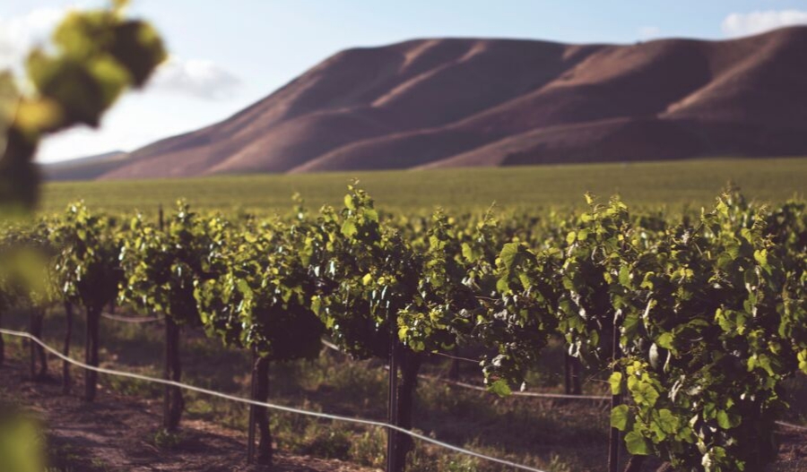 Cuáles son los factores de calidad de un viñedo