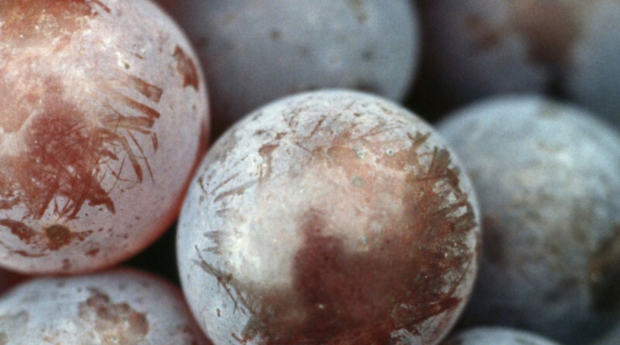 De qué depende la calidad de un vino