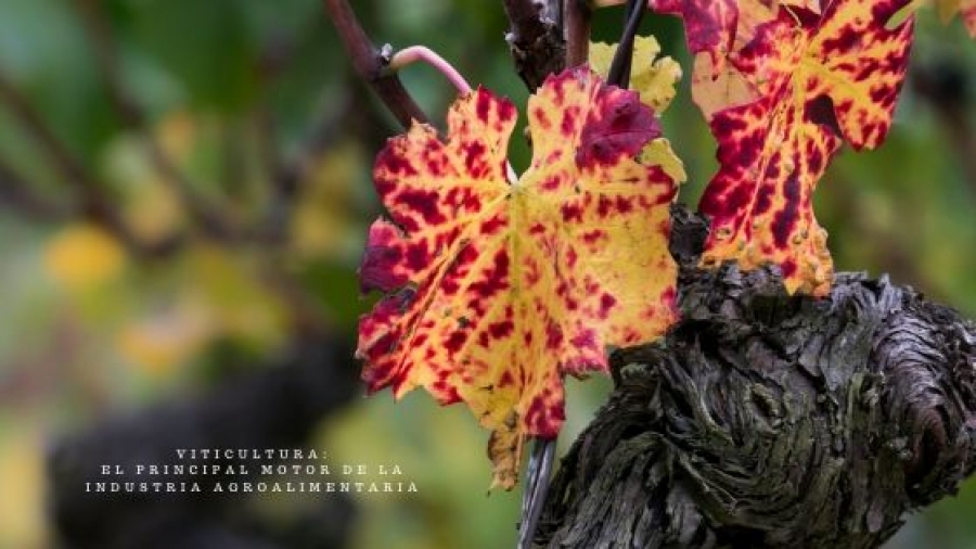 El principal motor de la industria agroalimentaria. El sector vitivinícola