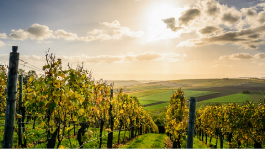 Las Rutas del Vino de España