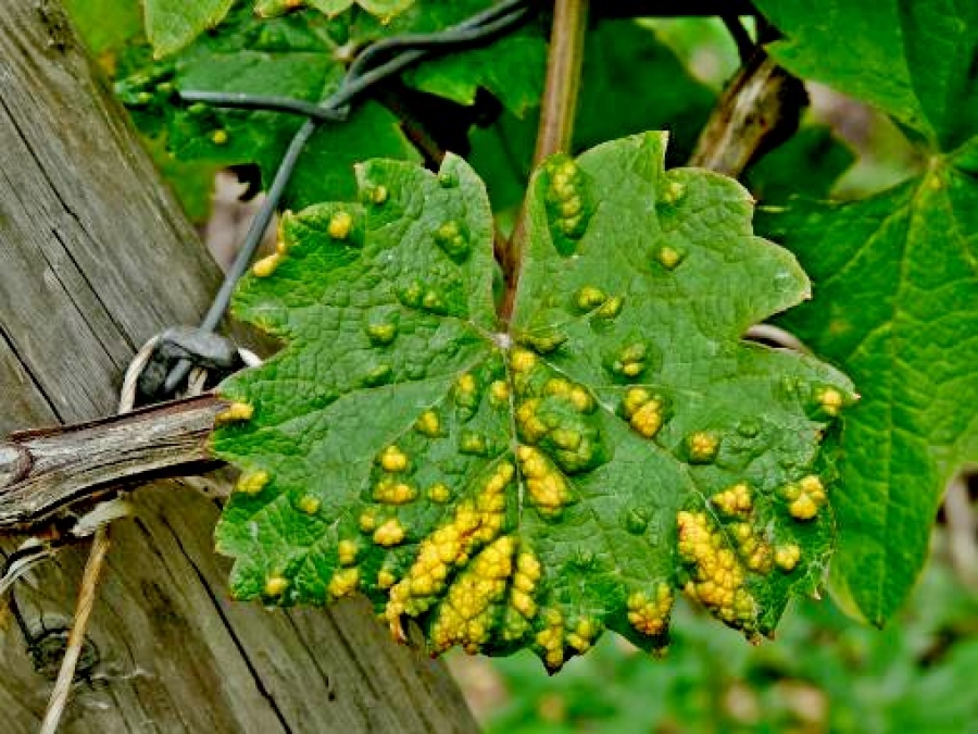 Los factores ambientales dle vino