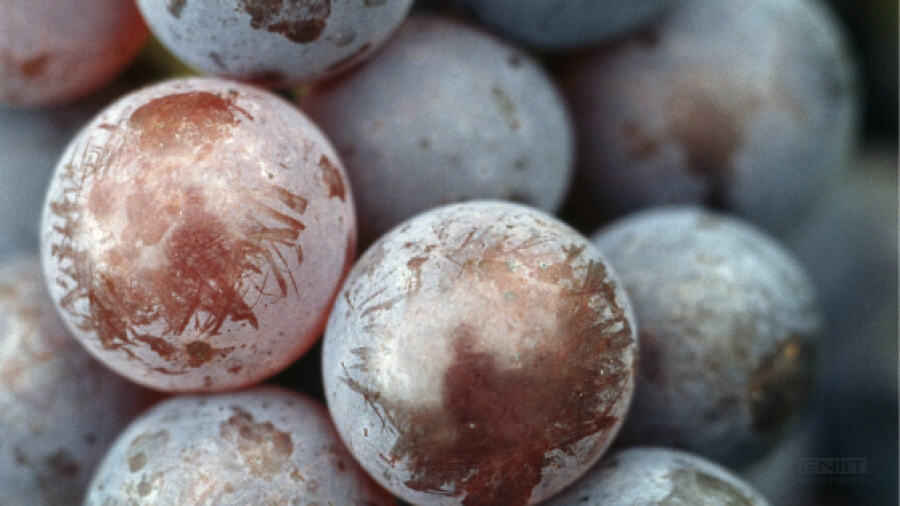 Qué son y para qué sirven los taninos del vino