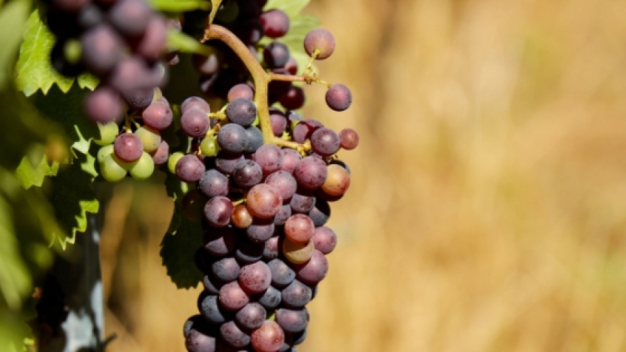 Quiénes atacan a la vid. Las plagas, enfermedades o malas hierbas