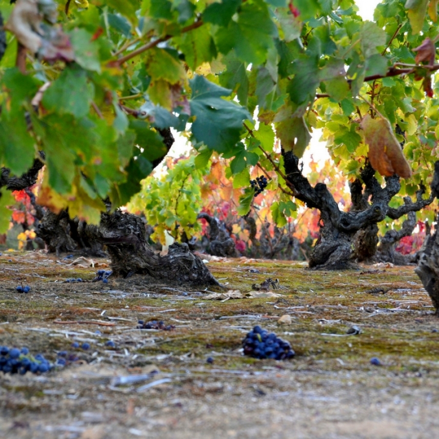 Quieres plantar un viñedo